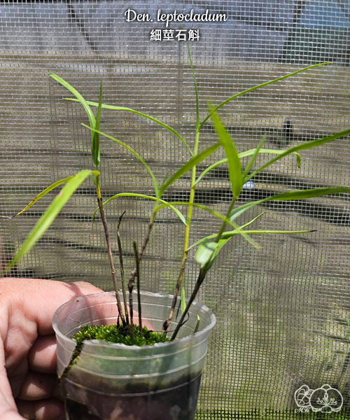 美琪園藝Miki Orchid - 批發專區